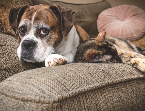 5 Wise Ways to Care for Your Senior Pet