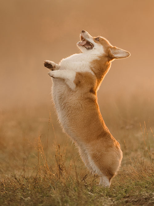 Veterinarian in Angels Camp Vet Near You Angel Camp Veterinary Group