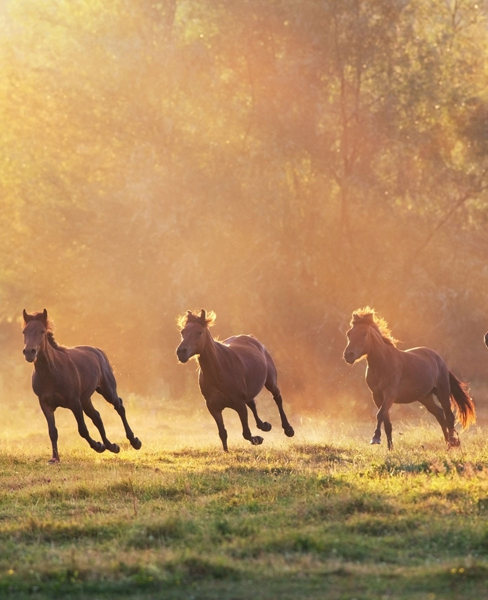 Veterinarian in Angels Camp Vet Near You Angel Camp Veterinary Group