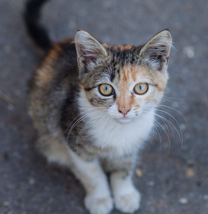 Spay & Neuter Vet in Angels Camp Angels Camp Veterinary Hospital