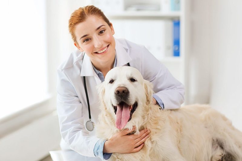 Blog Vet in Angels Camp Angels Camp Veterinary Hospital