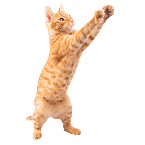 Wellness plans vet in angels camp angels camp veterinary hospital
